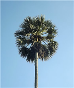  State Tree - Palmyra Palm (Borassus flabellifer) 